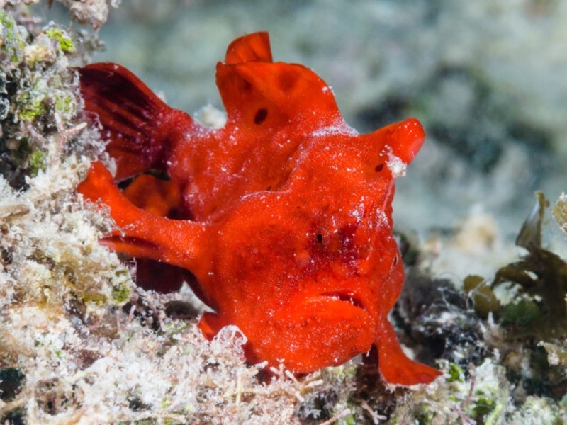 Antennarius pictus - Rundflecken Anglerfisch Rot